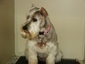 KELLYS PET GROOMING image 2