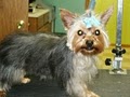 KELLYS PET GROOMING image 5