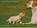 Lucky Dog Lawn Service/Chad Cavagnaro logo