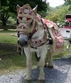 New Jersey Indian Wedding Horse for Baraat image 3