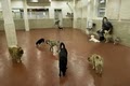 New York Dog Spa & Hotel image 3