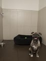 New York Dog Spa & Hotel image 4