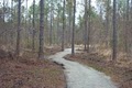 Onslow County Parks: Deppe Park In Hofmann Forest image 4