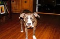 Park Cities Pet Sitter Inc. image 6