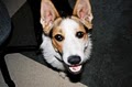 Park Cities Pet Sitter Inc. image 7