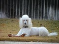 Perky Poodle Grooming image 2