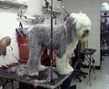 Perky Poodle Grooming image 3