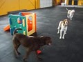 Playtime Doggy Daycare LLC image 3