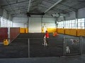 Playtime Doggy Daycare LLC image 4