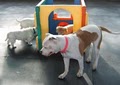 Playtime Doggy Daycare LLC image 1