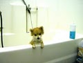 Puppy Love Dog Grooming image 4