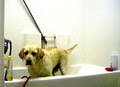 Puppy Love Dog Grooming image 8