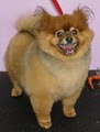 Puppy Love Dog Grooming image 9
