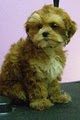 Puppy Love Dog Grooming image 10