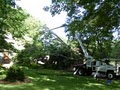 Ray's TreeWorks & Landscaping image 2