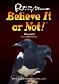 Ripley's Believe It or Not! Museum and 4D Theater image 5