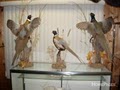 Ron's Taxidermy image 3