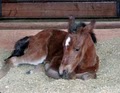 SW Future Foal image 2