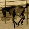 SW Future Foal image 3