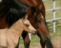 SW Future Foal image 8