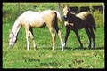 Sallyes Horses image 1