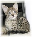 Sanura Exotics Savannah Cats image 2