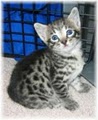 Sanura Exotics Savannah Cats image 3