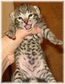Sanura Exotics Savannah Cats image 5