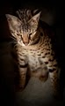 Sanura Exotics Savannah Cats image 1