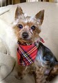 Save A Yorkie Rescue, Inc. image 2