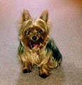 Save A Yorkie Rescue, Inc. image 3