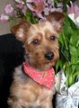 Save A Yorkie Rescue, Inc. image 4