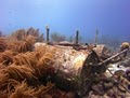 Scuba Haven image 2