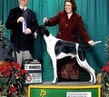 Sportsmen's Dog Training Club image 6