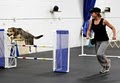 Sportsmen's Dog Training Club image 9