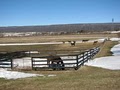 Star Barn Thoroughbreds at Agrarian Country image 3