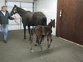 Star Barn Thoroughbreds at Agrarian Country image 7