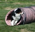 Stonepine Australian Shepherds image 1