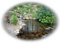 Stoney Creek  Koi & Water Garden Supply image 2