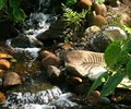 Stoney Creek  Koi & Water Garden Supply logo