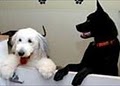 Sydney's Pet Spa image 4