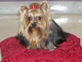 Tammy's Pet Salon & Spa image 2