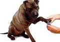 The Poodle Parlor - Dog Nail Clipping image 6
