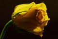 The Yellow Rose Bridal logo