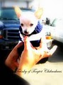 Tinytot Chihuahuas image 2