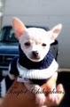 Tinytot Chihuahuas image 3