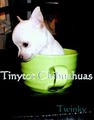 Tinytot Chihuahuas image 1