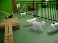 V.I.Pet Resort Orlando image 3
