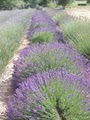 Valley View Lavender Farm image 2