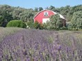 Valley View Lavender Farm image 3